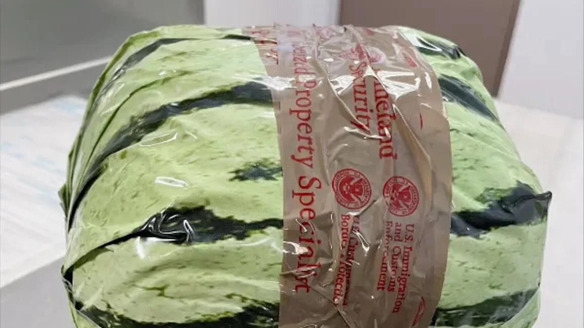 Officers uncovered 1,220 packages wrapped in paper disguised as watermelons. 